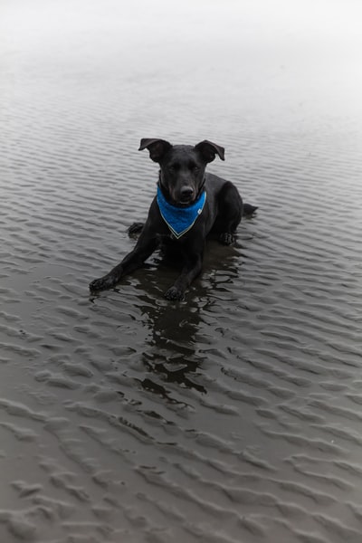 躺在沙滩上的成年黑色拉布拉多猎犬